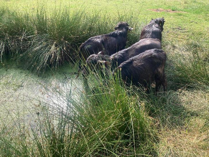 Waterbuffel kalfs rundvlees  pakketten, Diversen, Levensmiddelen, Ophalen
