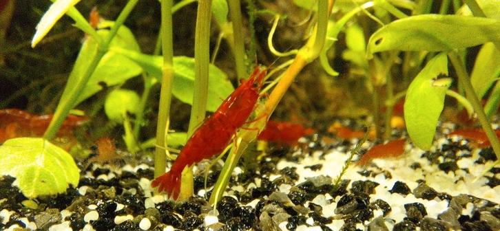 Red Sakura garnalen – Mooie rode Neocaridina, Dieren en Toebehoren, Vissen | Aquariumvissen, Zoetwatervis, Kreeft, Krab of Garnaal