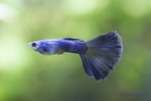 Blue Moscow guppen raszuiver, Dieren en Toebehoren, Vissen | Aquariumvissen, Vis