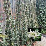 Yucca Gloriosa / Palmlelie, Tuin en Terras, Planten | Tuinplanten, Ophalen of Verzenden, Zomer, Overige soorten, Volle zon