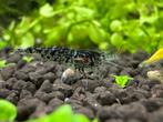 Neocardina garnalen mix (Aanbieding!), Dieren en Toebehoren, Vissen | Aquariumvissen, Kreeft, Krab of Garnaal