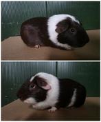 Cavia beer, Cavia, Augustus, Mannelijk, Tam