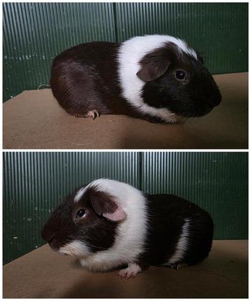 Cavia beer beschikbaar voor biedingen