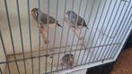Jonge zebravinken, poppen, Vrouwelijk, Tropenvogel