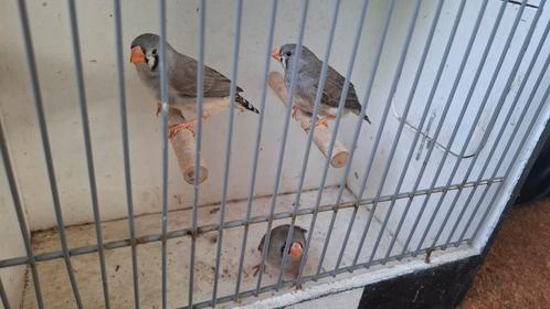 Jonge zebravinken, poppen, Dieren en Toebehoren, Vogels | Overige Vogels, Tropenvogel, Vrouwelijk