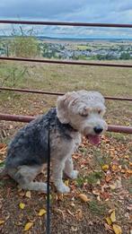 Labradoodle x cockapoo, Overige rassen, 8 tot 15 weken, Meerdere, Meerdere dieren