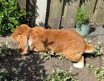 Franse hangoor voedster, Dieren en Toebehoren, Konijnen, Vrouwelijk, Groot, Hangoor