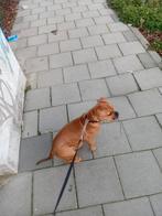 Puppy 3 maandjes, Overige rassen, 8 tot 15 weken, Teef, Eén hond