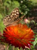 Strobloem Oranje, Ophalen of Verzenden, Volle zon, Zaad