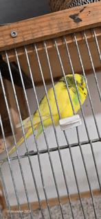 Parkiet, Dieren en Toebehoren, Vogels | Parkieten en Papegaaien, Mannelijk, Parkiet