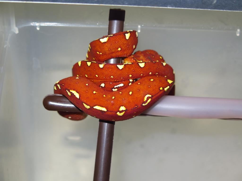 Morelia Viridis Azurea Biak 2025, 0 tot 2 jaar