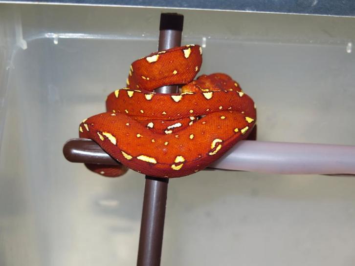 Morelia Viridis Azurea Biak 2025