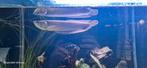 Silver arowana met rode staart 25/30cm vaste prijs, Dieren en Toebehoren, Vissen | Aquariumvissen, Vis