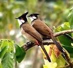 Kweek koppel roodoor buulbuul v 24 met 7 jongen, Dieren en Toebehoren, Vogels | Overige Vogels, Meerdere dieren, Geringd
