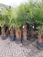 Trachycarpus Fortunei - Chinese Waaierpalm, Tuin en Terras, Ophalen, Overige soorten, Halfschaduw