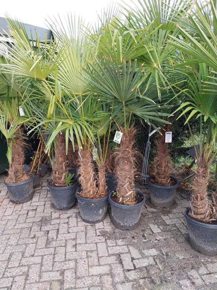 Trachycarpus Fortunei - Chinese Waaierpalm, Tuin en Terras, Planten | Tuinplanten, Overige soorten, Halfschaduw, Ophalen