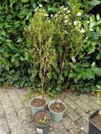 Te koop: herfstaster stekken, Ophalen, Vaste plant, Overige soorten