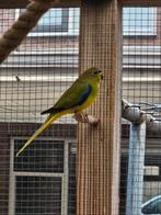 Elegant parkiet, Dieren en Toebehoren, Vogels | Parkieten en Papegaaien, Mannelijk, Parkiet