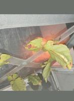 Psg 72 phyllium giganteum nimfen en eitjes, Dieren en Toebehoren, Insecten en Spinnen, Wandelende tak