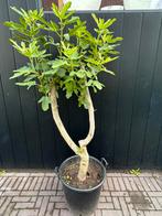 Oude vijgenboom!!! Grote sappige vijgen elk jaar!, Tuin en Terras, Ophalen of Verzenden, In pot, Volle zon, Overige soorten