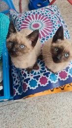 Siamees kitten broer en zus, Ophalen