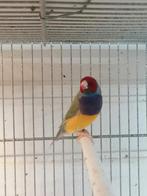 Ruilen gouldamandine, Dieren en Toebehoren, Vogels | Overige Vogels, Meerdere dieren