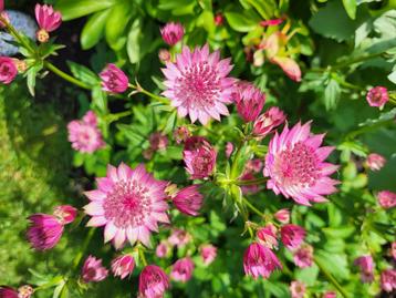 Zaden Astrantia Roma beschikbaar voor biedingen