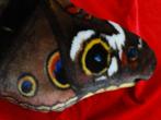 Sierkussen van Dagpauwoog vlinder, Afkomstig Museum Belgie,, Nieuw, Ophalen of Verzenden