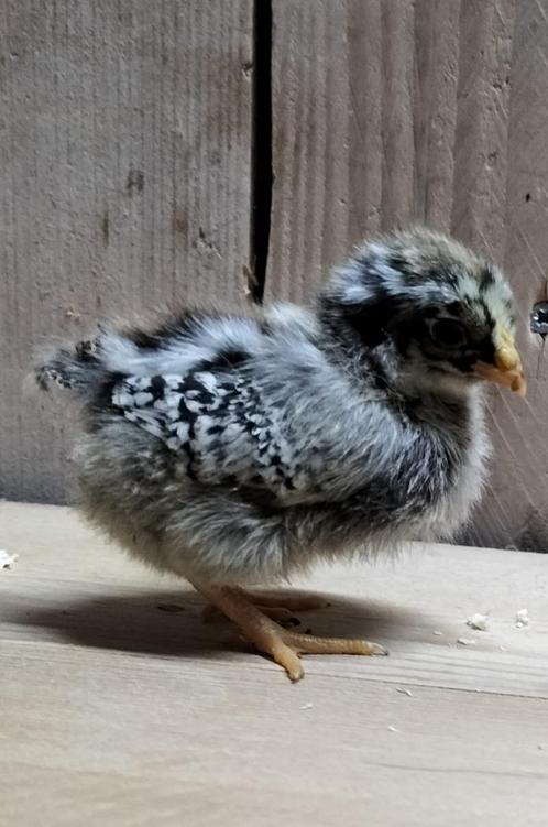 Barnevelder kriel zilvergezoomd kuikens, Dieren en Toebehoren, Pluimvee, Kip, Geslacht onbekend