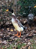 Een liefe manelijke loopeend, Dieren en Toebehoren, Pluimvee, Mannelijk, Eend