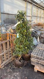 Prunus lusitanica 125cm kluitgoed nieuw!, Tuin en Terras, Ophalen of Verzenden, Overige soorten