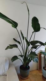 Bananenplant en motserrat plant en plantenpot, Huis en Inrichting, Ophalen, 100 tot 150 cm, Overige soorten, Halfschaduw