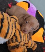 Mexicaanse naakthond mini met vacht, Xolo, teefje en reutje, Dieren en Toebehoren, Rabiës (hondsdolheid), Overige rassen, 8 tot 15 weken