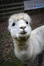 Duncan, lieve alpaca hengst halstermak AAB, Juni, Mannelijk