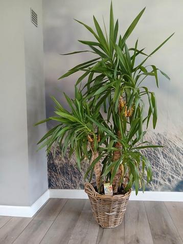 Grote yucca inclusief mand beschikbaar voor biedingen