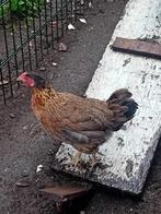 Mooie gezonde kippen te koop, Dieren en Toebehoren, Vrouwelijk, Kip