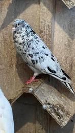 Iraanse duifjes, Dieren en Toebehoren, Vogels | Duiven, Mannelijk, Overige soorten