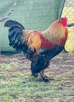 2 jonge brahma patrijs hanen van dit jaar, Dieren en Toebehoren, Mannelijk, Kip