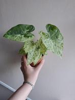 Alocasia Macrorrhiza Splash, Ophalen of Verzenden, Overige soorten, Minder dan 100 cm