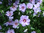 Hibiscus+ Blauwe regen+ vele soorten vaste planten+ grassen, Ophalen