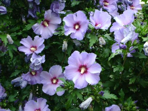 Hibiscus+ Blauwe regen+ vele soorten vaste planten+ grassen, Tuin en Terras, Planten | Struiken en Hagen, Ophalen