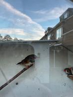 Zebravink, Meerdere dieren