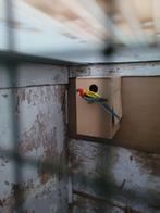 Pracht rossela's, Dieren en Toebehoren, Vogels | Parkieten en Papegaaien, Mannelijk, Parkiet
