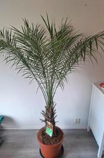 Phoenix Roebelenii 1.50mtr, Ophalen, Zomer, Volle zon, Palmboom