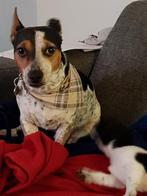 RATAPLAN zoekt een nieuwe goudenmandje!, Dieren en Toebehoren, Honden | Jack Russells en Terriërs, 6 jaar of ouder, Jack Russell Terriër