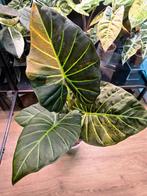 Alocasia Regal Shield Aurea Variegata, Ophalen of Verzenden, Overige soorten, Minder dan 100 cm