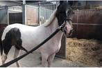 Weidemaatje, Dieren en Toebehoren, Pony's, Gechipt, Ruin, Niet van toepassing, 3 tot 6 jaar