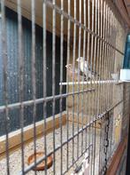 Agaat rood mozaïek kanaries van 25, Dieren en Toebehoren, Meerdere dieren, Kleurkanarie