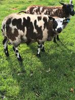 Bonte dekram, Dieren en Toebehoren, Schapen, Geiten en Varkens, Mannelijk, Schaap