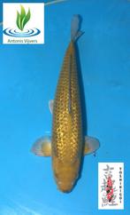 Ginrin Ochiba, Dieren en Toebehoren, Vissen | Vijvervissen, Karper of Koi